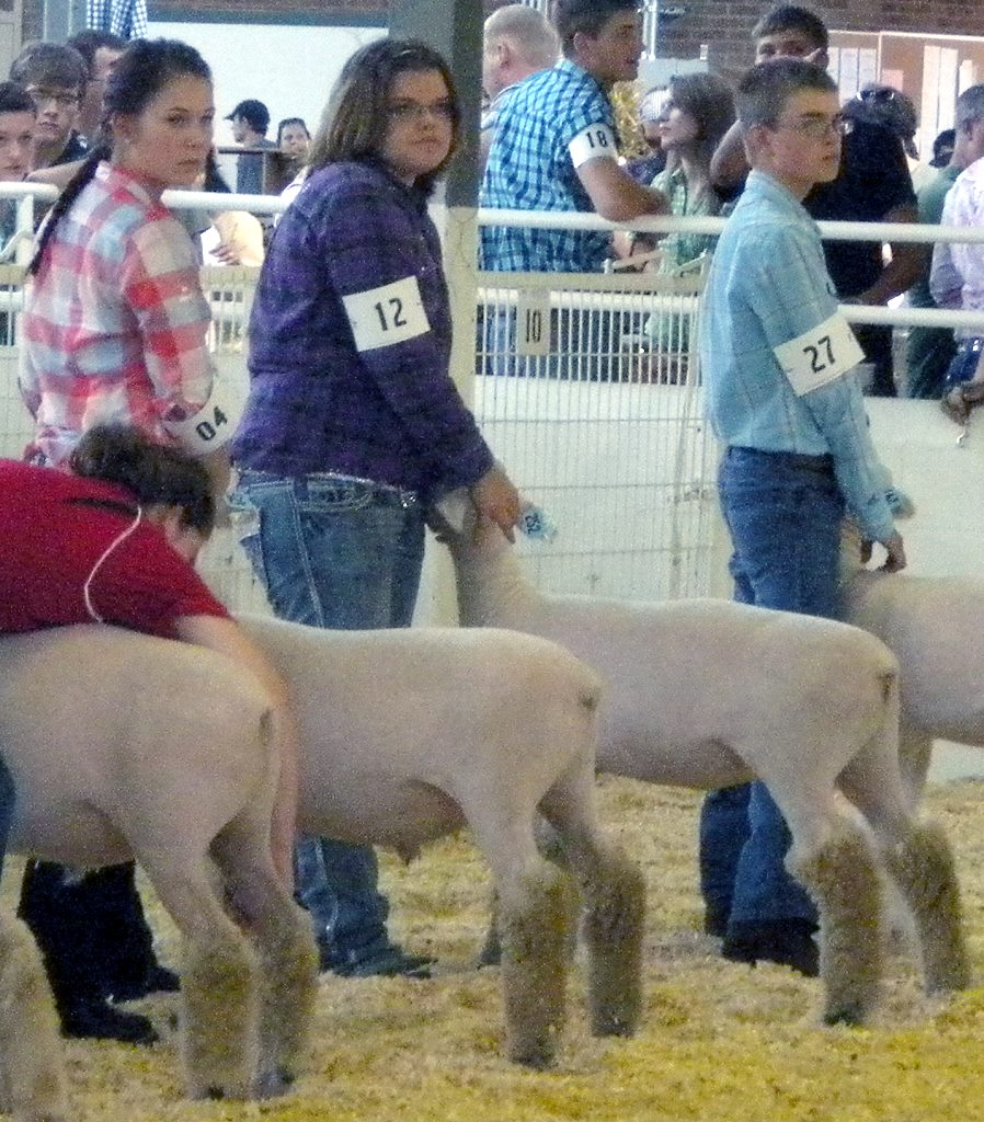 showing goats