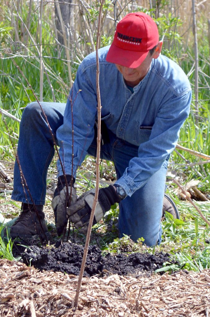 food forest 4