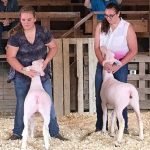 ffa county fair 2